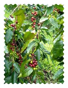 無農薬・有機栽培コーヒーの木